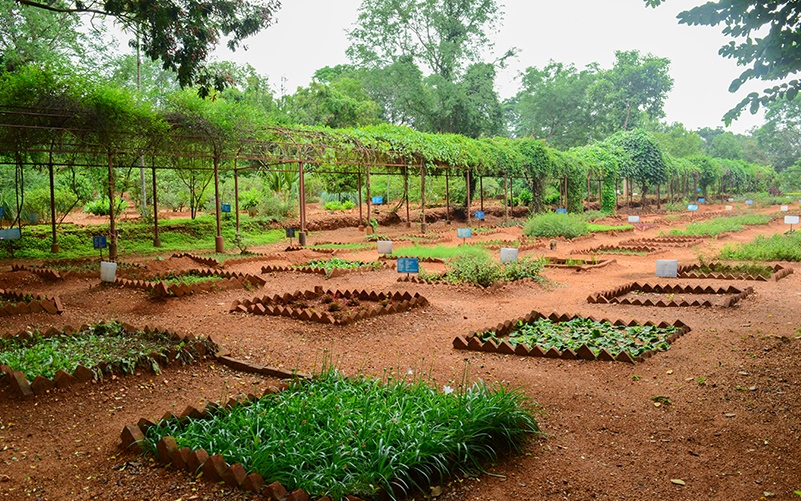 Permaculture in The Art of Living Gujarat Ahram